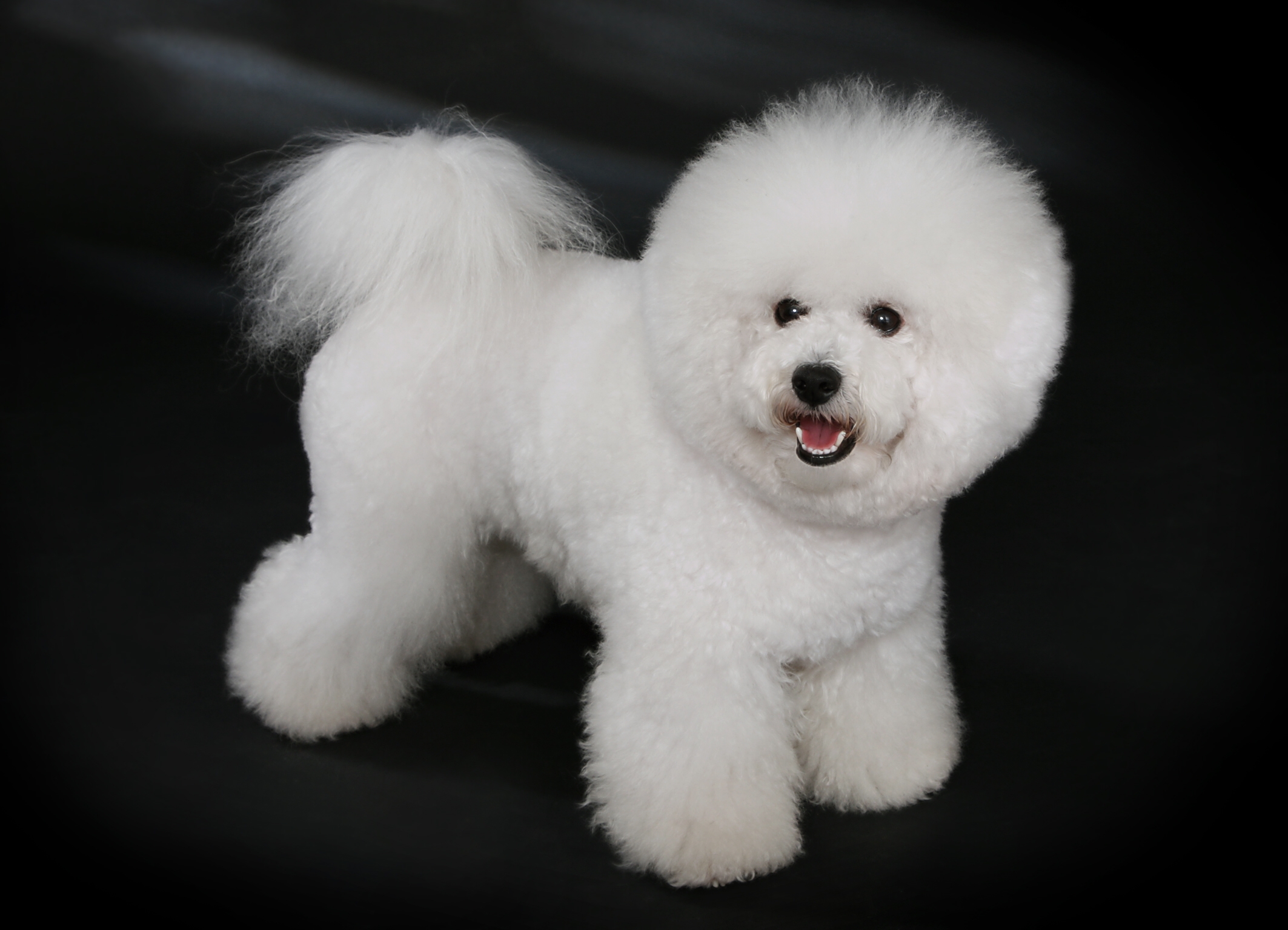 Bichon Frisรฉ