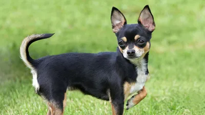 Chihuahua