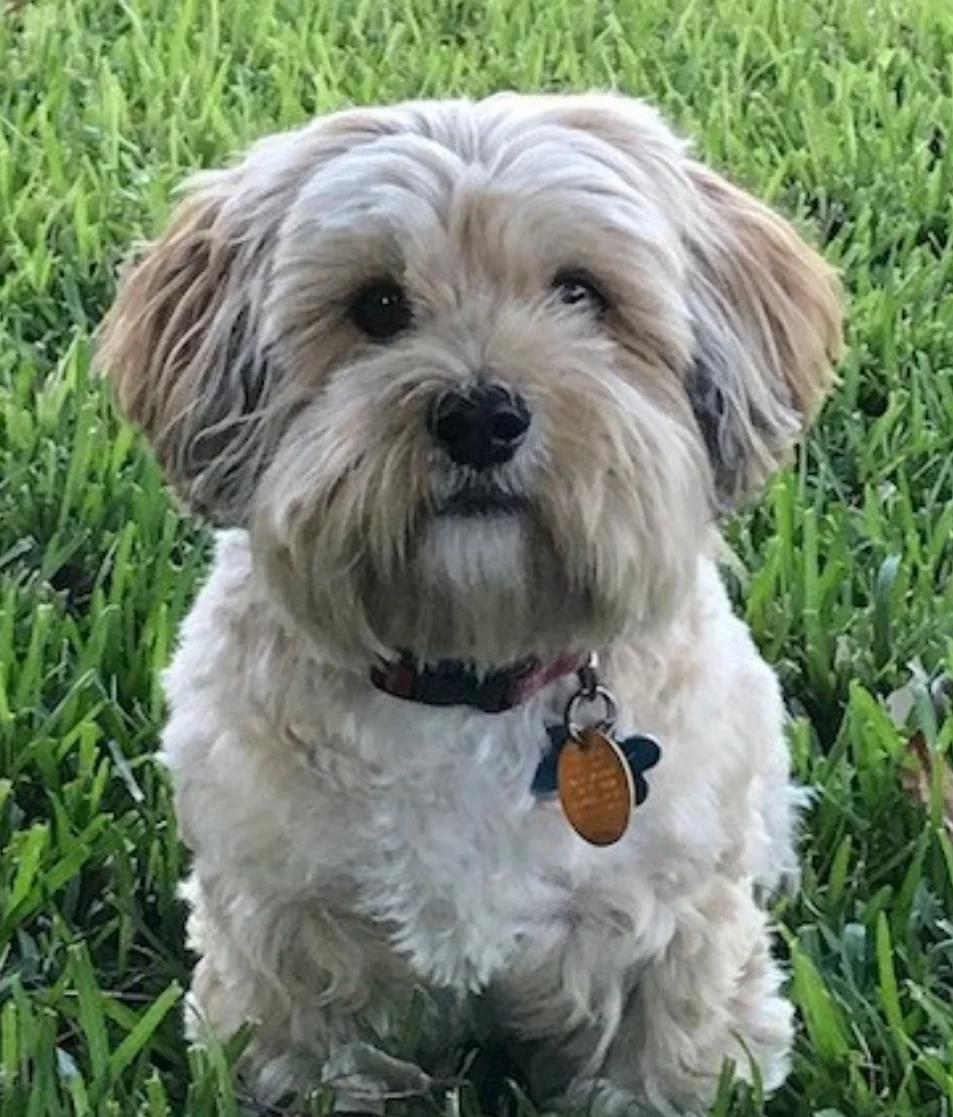 Lhasa Apso